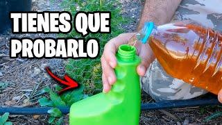 Insecticidas 100 veces + POTENTES que Otros!! Elimina Plagas de Tus Plantas | La Huerta de Ivan