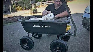 DIY Max's New Ride | Gorilla Cart | Funny Video | We miss you Maxy :-(