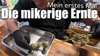 Meine erste Cannabis Ernte, Schimmel durch schlechte Bedingungen