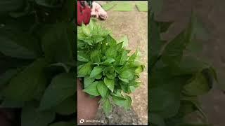 Hybrid chilli VEDA Plant's