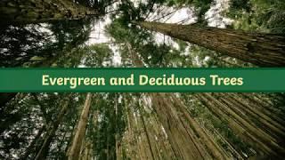 Twinkl Go! - Quick Facts: Evergreen and Deciduous Trees Video