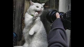  Stop filming, I'm without makeup!  The funniest video with cats and kittens! You will laugh! 