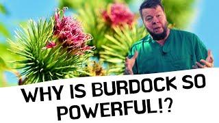 Burdock Cures EVERYTHING! But Why?