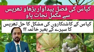 How to increase Maximum Production of Cotton Crop|How to control Therips in Cotton Crop|Therips