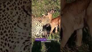 Can a leopard and an impala be friends? #wildlife #animals #fyp