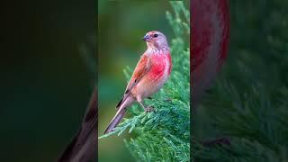 Коноплянка - Реполов. (Carduelis cannabina)  أصوات الطيور