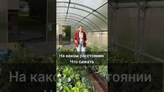 На каком расстоянии,  что высаживаем #садоводничество #дача #огород #сад #дачныйсезон  #garden