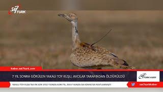 7 Yıl Sonra Görülen Yakalı Toy Kuşu, Avcılar Tarafından Öldürüldü | 20.11.2020