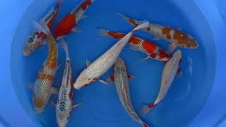 2025 YAU 202 Yamaju Nisai HQ Mix 35 40 cm SAMPLE