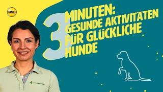 Aktiv, gesund und glücklich: Die besten Aktivitäten für euren Hund!