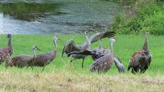 Sandhill Cranes--After Bath Follies