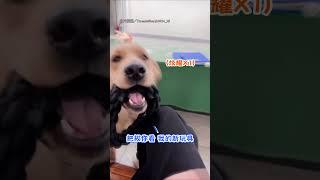 【爸寶的堅持】緝毒犬喝水一定要爸陪 無辜表情包一堆XD｜緝毒犬｜可愛