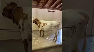 Ancient White Park Cow #shots #animals #cuteanimals #animalplanet #zoo #cow #cowvideos #cowshorts￼
