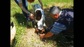 Truffle Hunting 5 - King of Truffles