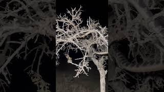 High venomous snake #snake #trend #professional #reels #viral