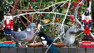 Festive Cat TV  Birds & Squirrels Eat with the Nutcrackers  Bird videos for cats to watch 4K HDR