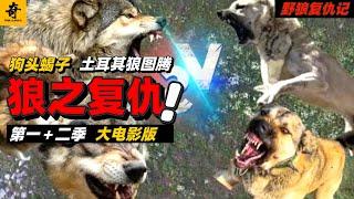大型紀錄片【野狼復仇記】第一二季合集，土耳其版狼圖騰，春節大電影版第一輯#动物世界 #牧羊犬 #動物解説 #狼 #狼群 #野生動物