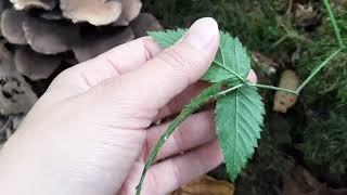 Trailing blackberry (Rubus ursinus)