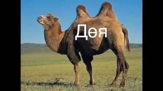 Татар теле. Татарский для детей. Кыргый хайваннар