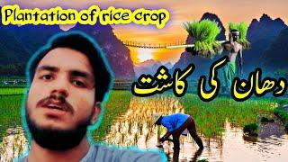 Plantation of rice crop | rice crop farming | village life vlogs | anas raj vlogs