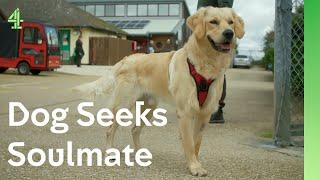 Neglected retriever makes friends with a collie | The Dog House  | Sammy the Golden Retriever