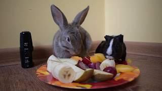 Rabbit eating fruits ASMR|Guinea pig eating fruits ASMR|АСМР|Кролик ест фрукты