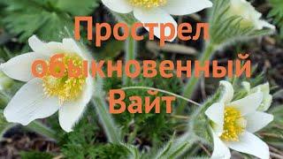 Прострел обыкновенный Вайт (pulsatilla vulgaris white)  обзор: как сажать, саженцы прострела Вайт