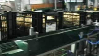 VWS Flowerbulbs - Automated Packing Line