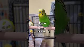 Boba Parakeet Bird! - Boba the Budgie - Talking Parakeet #shorts