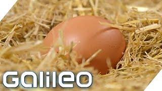 Eier - die heimlichen Superhelden | Galileo | ProSieben