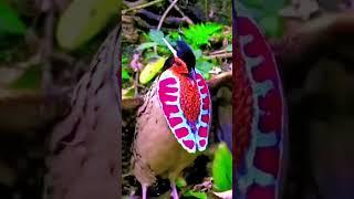 beautiful world bird #shortvideo #amazing #shorts