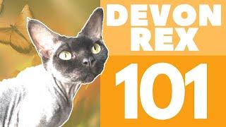 The Devon Rex Cat : Breed & Personality