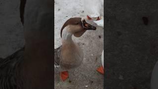 Гусь обиделся ( обозвали собачкой ) #animals #юмор