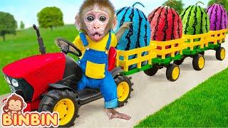 Monkey Binbin Drive Truck to Harvest Colorful Watermelon And Rescue it From Friend | MONO BINBIN ESP