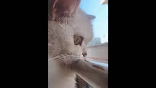 HILARIOUS MOMENT OF CATS