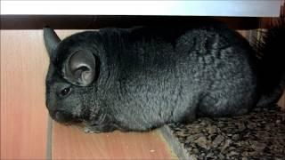 Беременность шиншиллы. Беременная шиншилла. Pregnant chinchilla