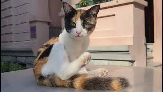 Stray cats in istanbul