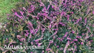 Calluna vulgaris. Garden Center online PGARDENS