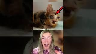 EVERYONE WAS TERRIFIED OF THIS KITTEN, SO ONE GIRL DOES SOMETHING...