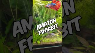 Why Amazon Frogbit Is One Of The Best Aquarium Plants!