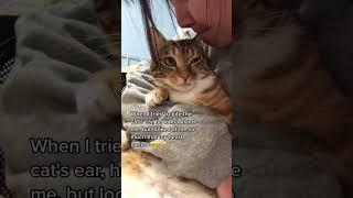What happens if you bite a cat's ears? #funnypets #funny #cute #happy #happycat  #catlover  #cat