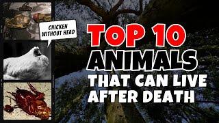 10 Animals That Can Live After Death | Jungle Flicks