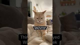 Waffles wants bedtime on his terms and his terms only #cats #shorts