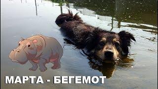 Собака Марта - это бегемот