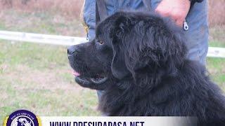 Njuf | dog guard team