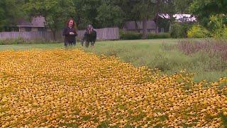 The growing trend of making your yard a natural, national park