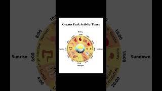 Syncing With Your Circadian Rhythm (24-hour clock)