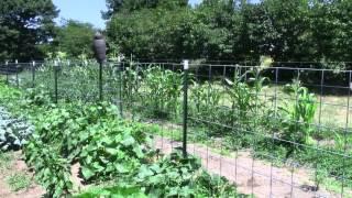 LifeInVT 7_8_2012 Garden of corn cukes, peppers and carrots,