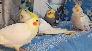 Cute Cockatiel| #parrot #cockatoos #vlog #birds #memes #parrot #funny #nature #cute #parrot