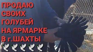 Продаю своих голубей на ярмарке в г.Шахты. Николаевские голуби. Pigeon Fair. Bird Market.